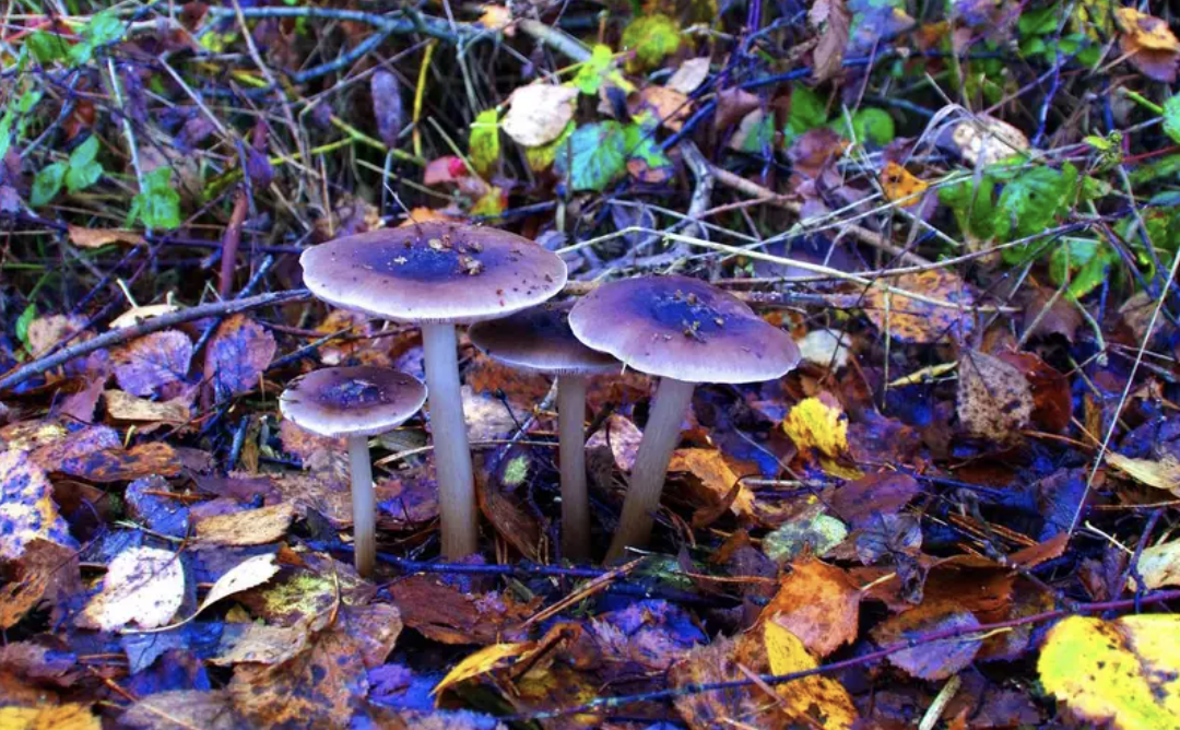 MUSHROOM DELIVERY VANCOUVER