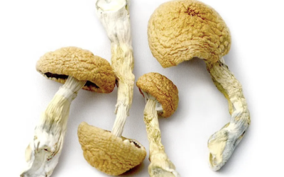 penis envy shrooms