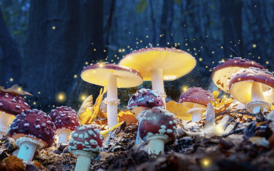 SHROOM DELIVERY KAMLOOPS