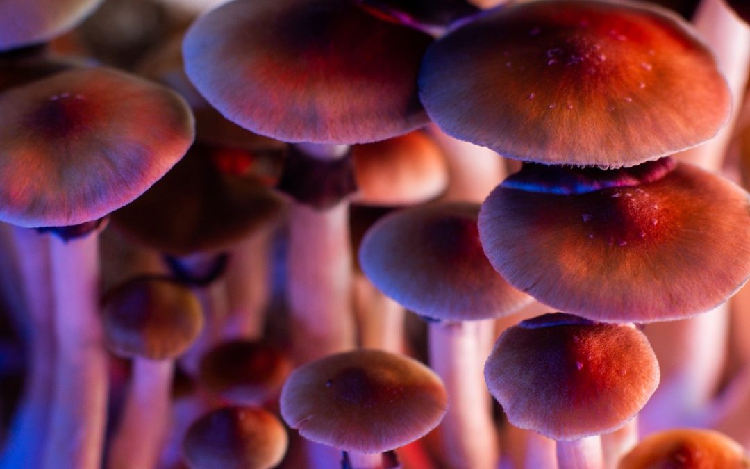 SHROOM DISPENSARY SQUAMISH